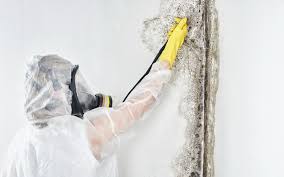 Best Mold Odor Removal Services  in Berlin, NJ